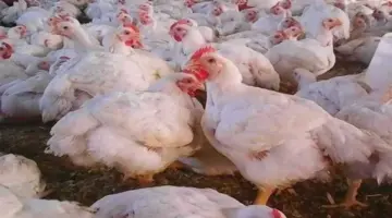 سعر كيلو الدواجن البيضاء بعد الانخفاض الجديد